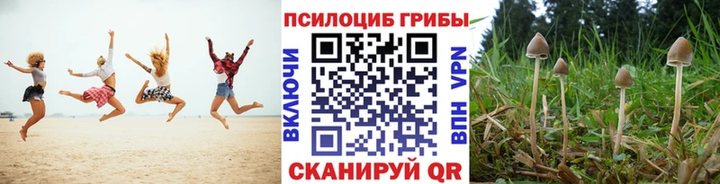 даркнет сайт Суровикино Псилоцибиновые грибы Psilocybe